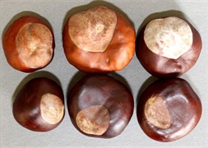 buckeyes&amp;chestnuts1