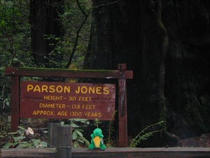 Griffin in the Redwoods