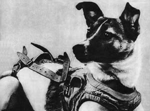 In 1957, Laika became the first animal in space.