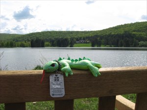 New UltraLizard at Allegany State Park with copy t