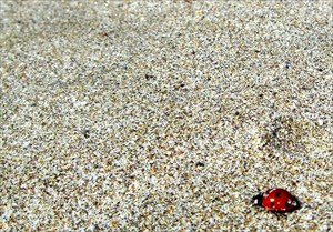 Noch ein Käfer am Strand...