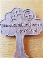 Quercus Robur - North