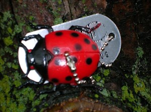 Ladybird or  Ladybug Travel Bug For Geocaching Trackable Tag 