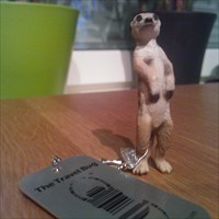 Marvin the Curious Meerkat.