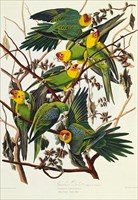 AudubonCarolinaParakeet