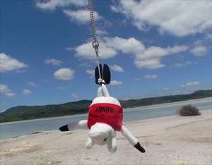 Bungy Sheep´s first jump in New Zealand