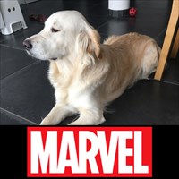 Marvel - 1 an