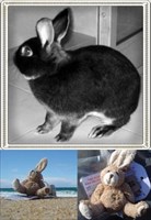 Rocky, The Rabbit