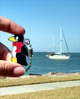 Penguin at Port A
