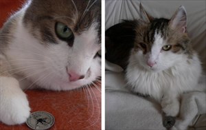 Puschel, Julius and the lucky cat
