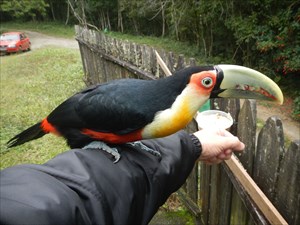 Red-Breasted Toucan