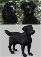 Best dog Labrador Rasty