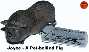 A Pot-bellied Pig; Joyce