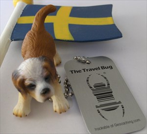 Harry the travel dog