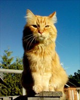 Our beloved Simba: 2002-2011