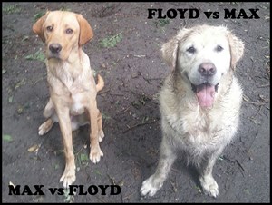 MAX vs FLOYD