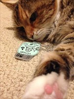 Chloe and her Cat Tag