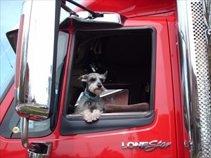 Diesel in Her Truck
