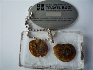Ammonite on honeymoon