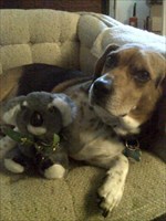 Goldie the Koala cuddling with Buddy the Beagle