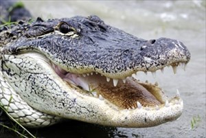 alligator-mouth