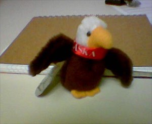 Friendship Eagle before taking flight...