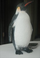 Eduardo the Emperor Penguin