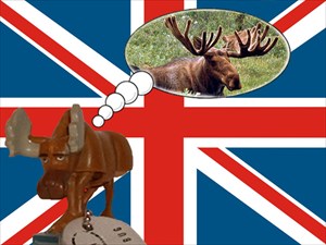 The Great British Moose!