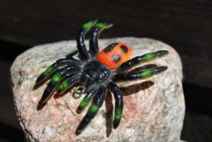 Cave-spider