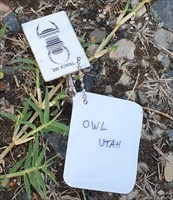 Owl Utah