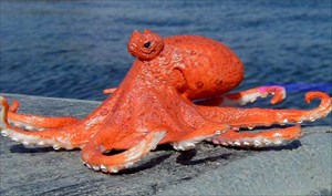 P.J.&#39;s Octopus