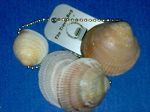 Albufera shells TB