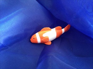 Clown Anemone Fish
