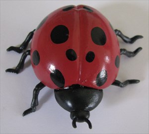 Lake Erie Ladybug (13)