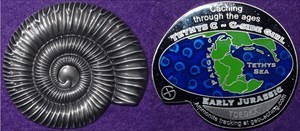 Ammonite - Early Jurassic