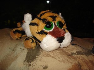 Sad Tiger looking for a happy place