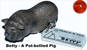 Betty - A Pot-bellied Pig