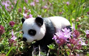 Panda in wild-thyme, thypical czech herb