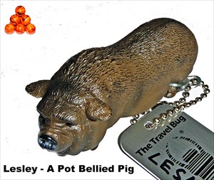 Lesley - A Pot Bellied Pig