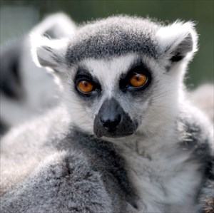 My name is Lemmee.  I am a ring-tailed Lemur.