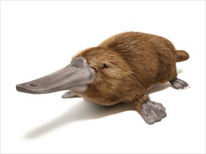Platypus are monotremes and lay eggs!