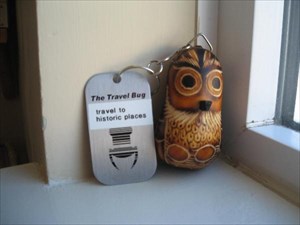 Cusco Owl