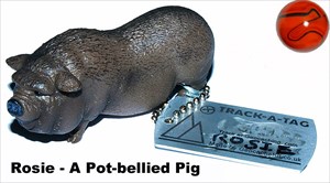 A Pot-bellied Pig; Rosie