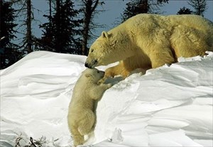 Mama und Weißpuschel die Eisbären Bild 001