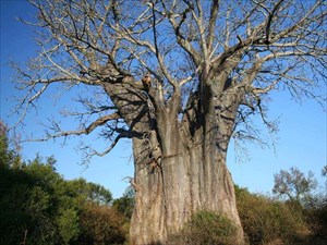 Der Boabbaum / The Boab Tree