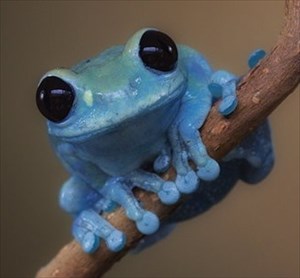 Blue Frog Travel Bug