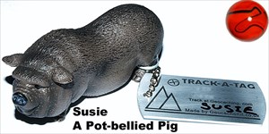 Susie, A Pot-bellied Pig