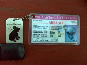Koala with driver&#39;s licence!