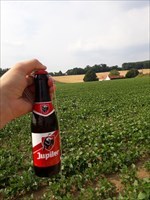 Jupiler (Belgian Beer)