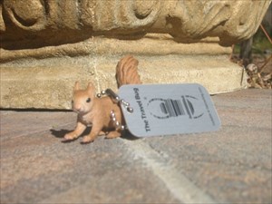 Little Squirrel in Nov 2010